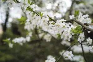 may